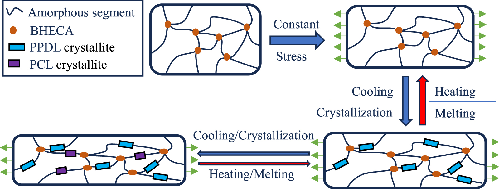 A thermo-mechanical constitutive model for triple-shape and two-way ...
