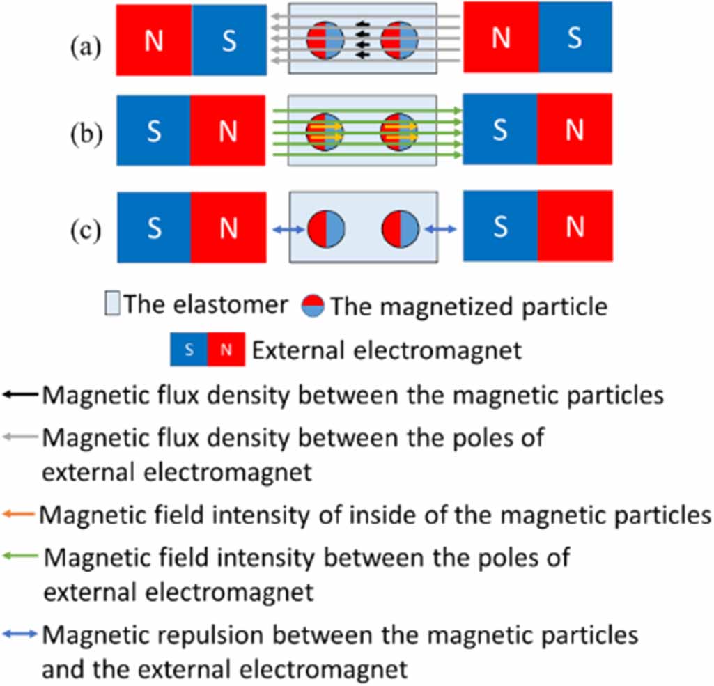 Magentic Rigidity Development of pre-magnetized magnetorheological elastomer for ...