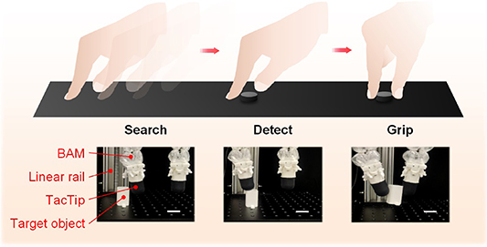 Tactip Design, fabrication, and characterization of multi-degree-of-freedom ...
