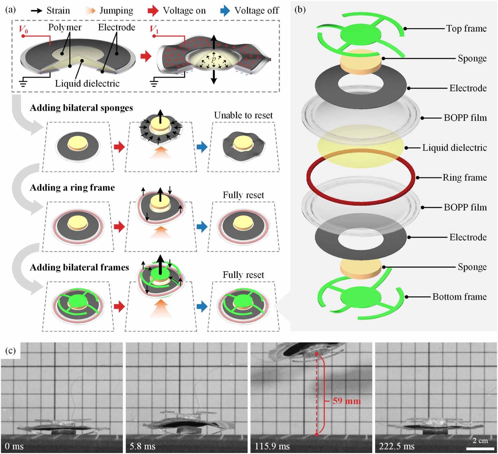 Jumping Process A frame-amplified jumping robot capable of fast response and self ...
