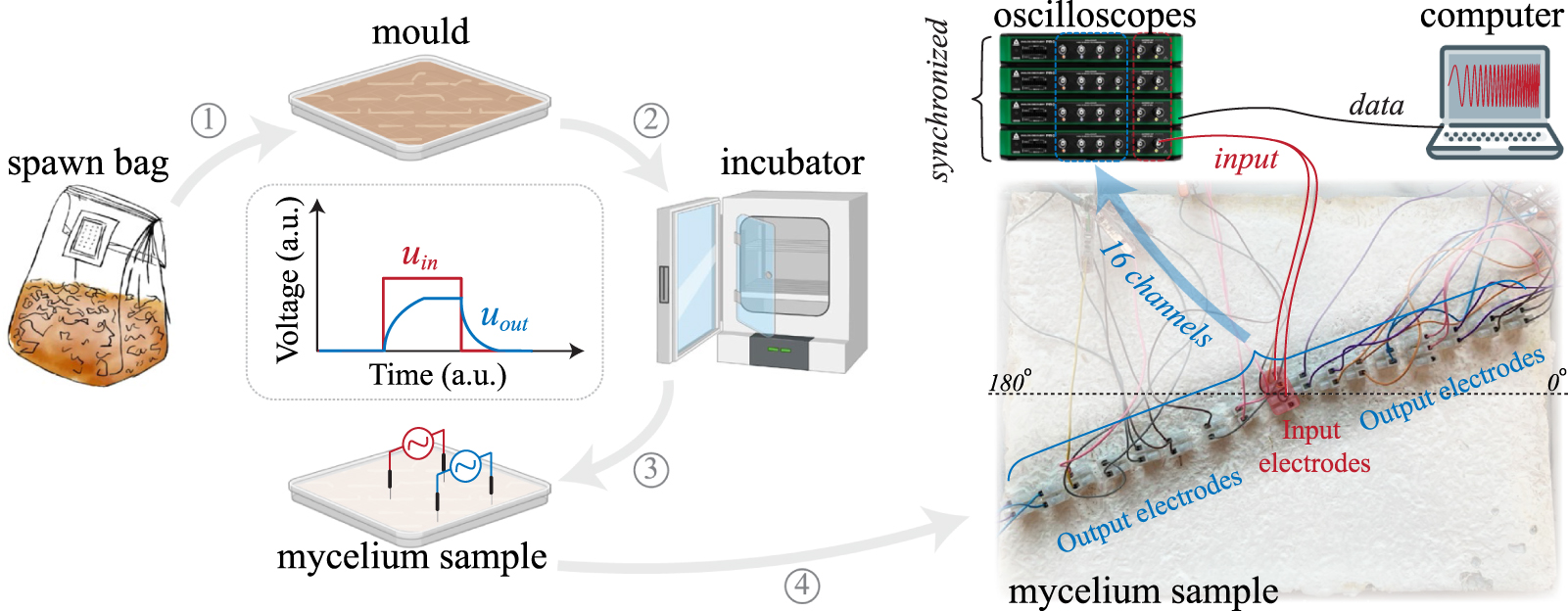 Spatial and temporal characterization of living mycelium through ...