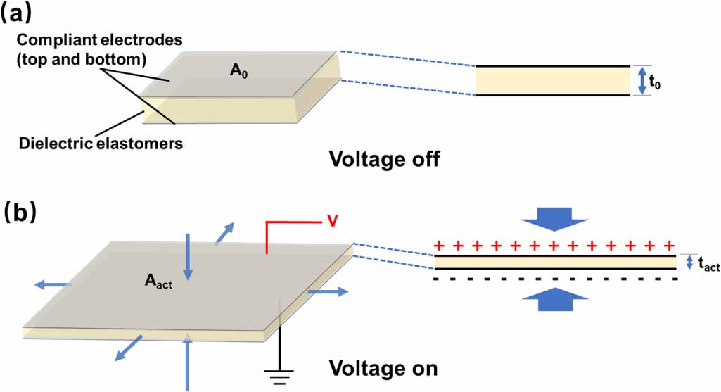 A novel dielectric elastomer with low modulus and fast response ...