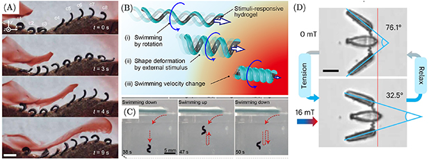 Fluid-structure interaction aspects of the shape-morphing structures ...
