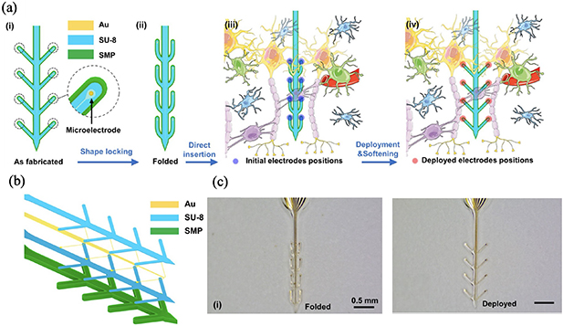 Shape memory polymers for neural interfaces: a mini-review - IOPscience