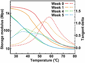 Shape memory polymers for neural interfaces: a mini-review - IOPscience