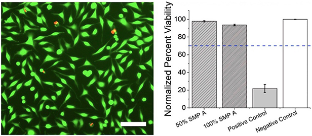 Shape memory polymers for neural interfaces: a mini-review - IOPscience