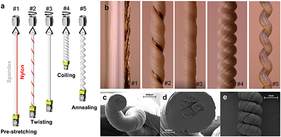 Muscle Thread A large-stroke nylon-spandex compound twisted and coiled polymer ...