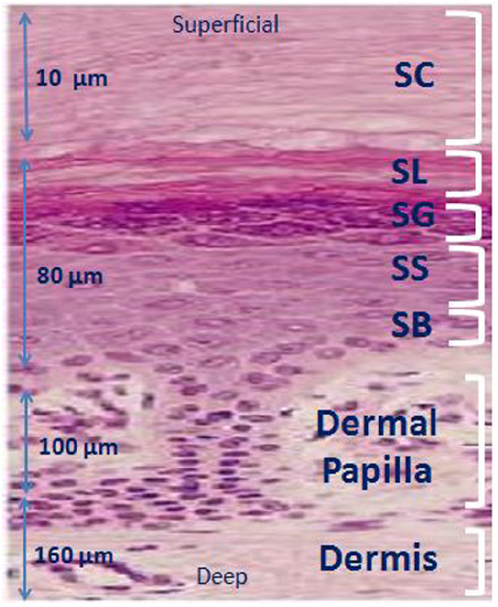 Effect of sample preparation techniques on the concentrations and ...