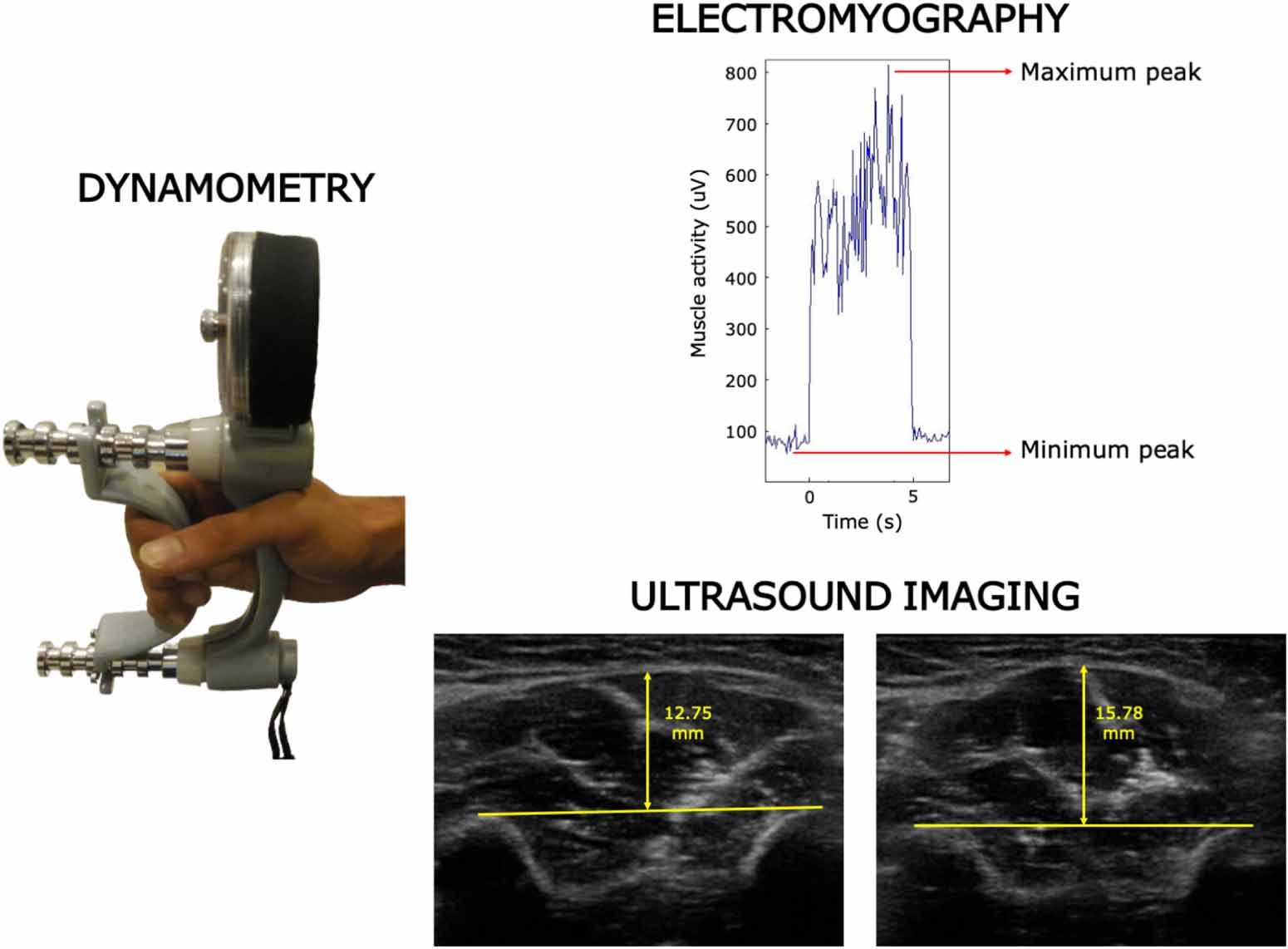 Muscle activity and architecture as a predictor of hand-grip strength ...