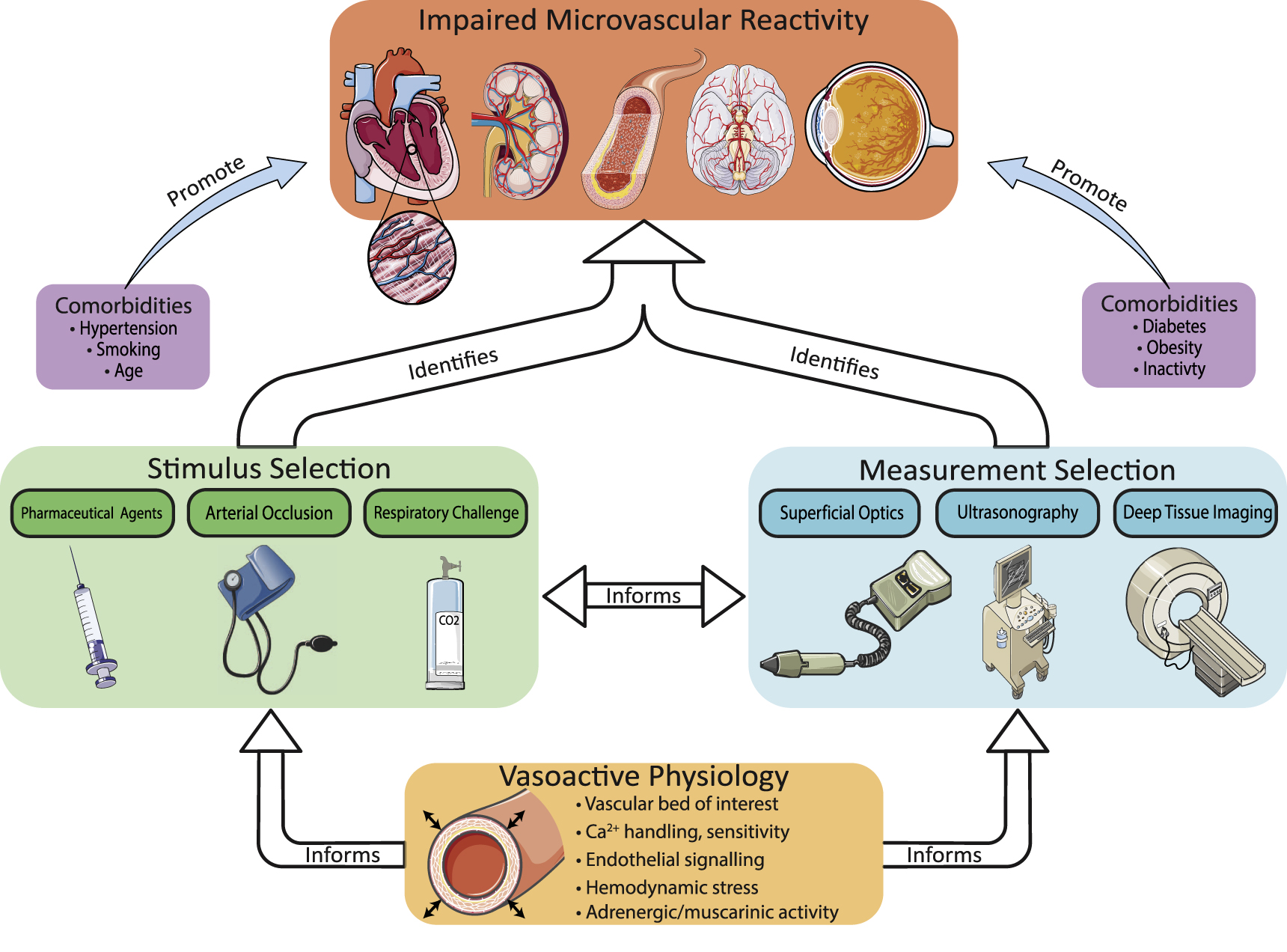 Microavulsion Human microvascular reactivity: a review of vasomodulating stimuli and ...