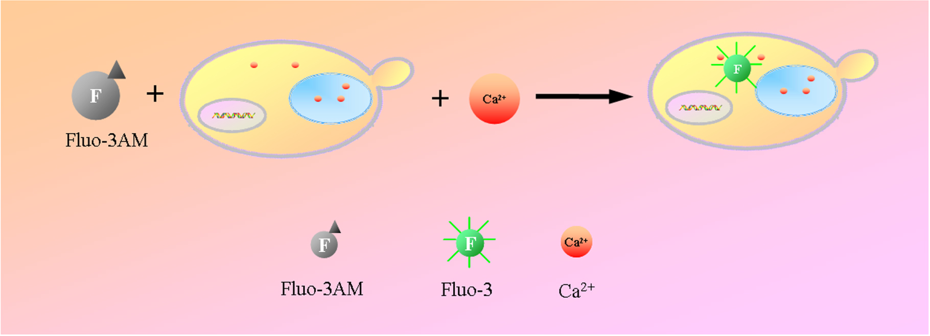 Measurement of cytoplasmic Ca2+ concentration in Saccharomyces ...