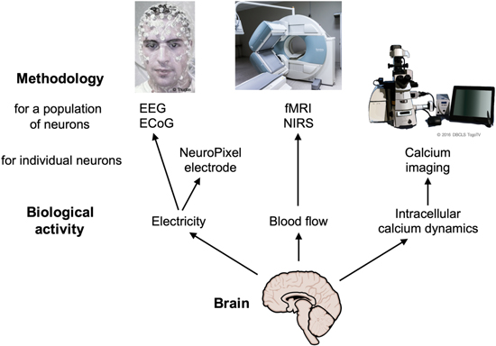 How do we know how the brain works?—Analyzing whole brain activities ...