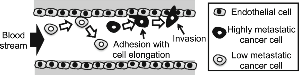 Adhesion strengths between cancer cells with different malignancies and ...