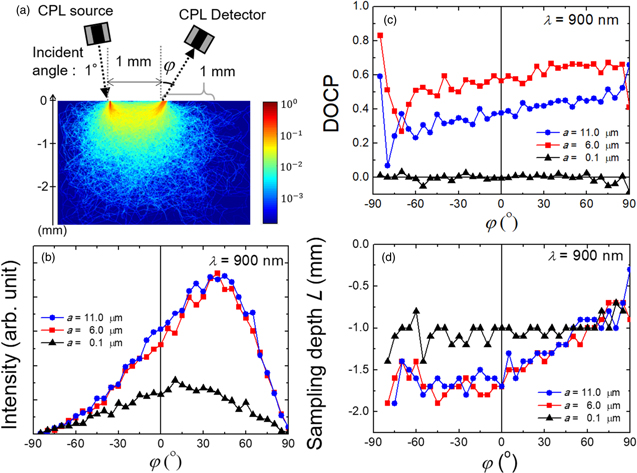 Monte Carlo simulation of scattered circularly polarized light in ...