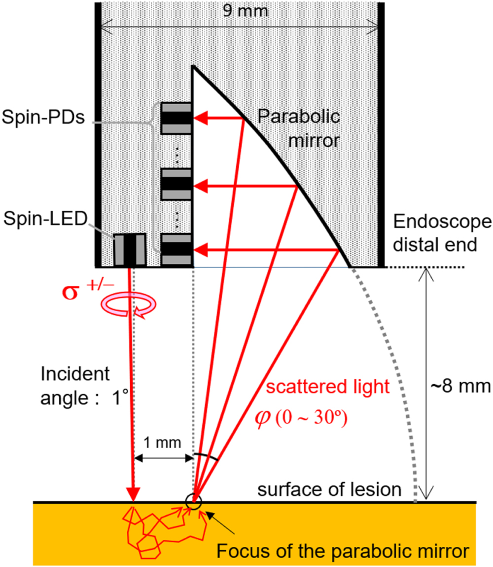 Monte Carlo simulation of scattered circularly polarized light in ...
