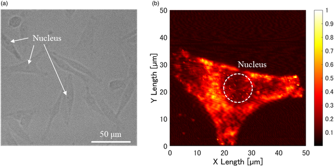 Optical Micrograph Resolution Development of optical resolution photoacoustic microscopy with sub ...