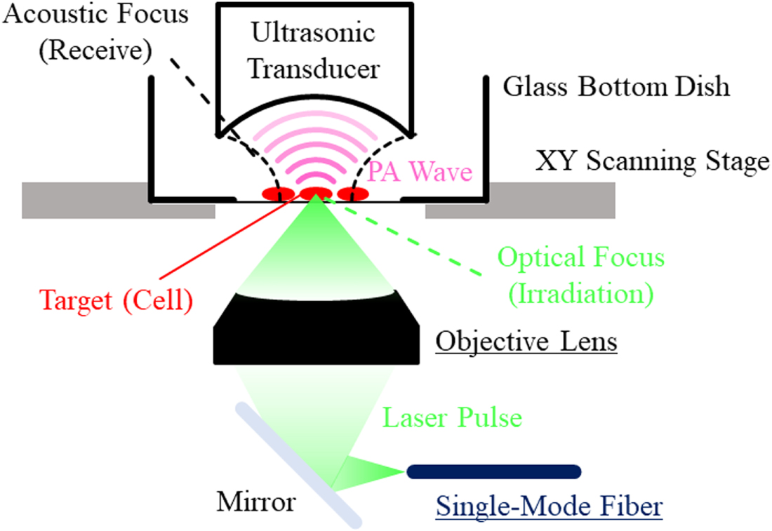 Optical Micrograph Resolution Development of optical resolution photoacoustic microscopy with sub ...