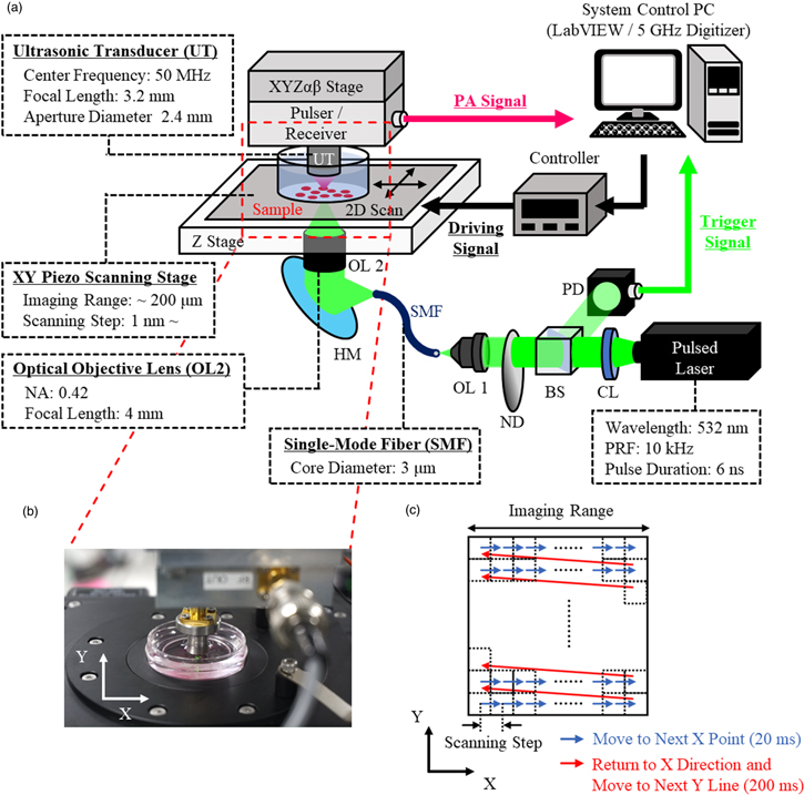 Development of optical resolution photoacoustic microscopy with sub ...