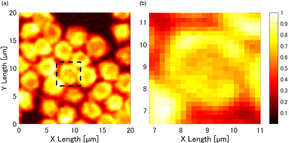 Optical Micrograph Resolution Development of optical resolution photoacoustic microscopy with sub ...