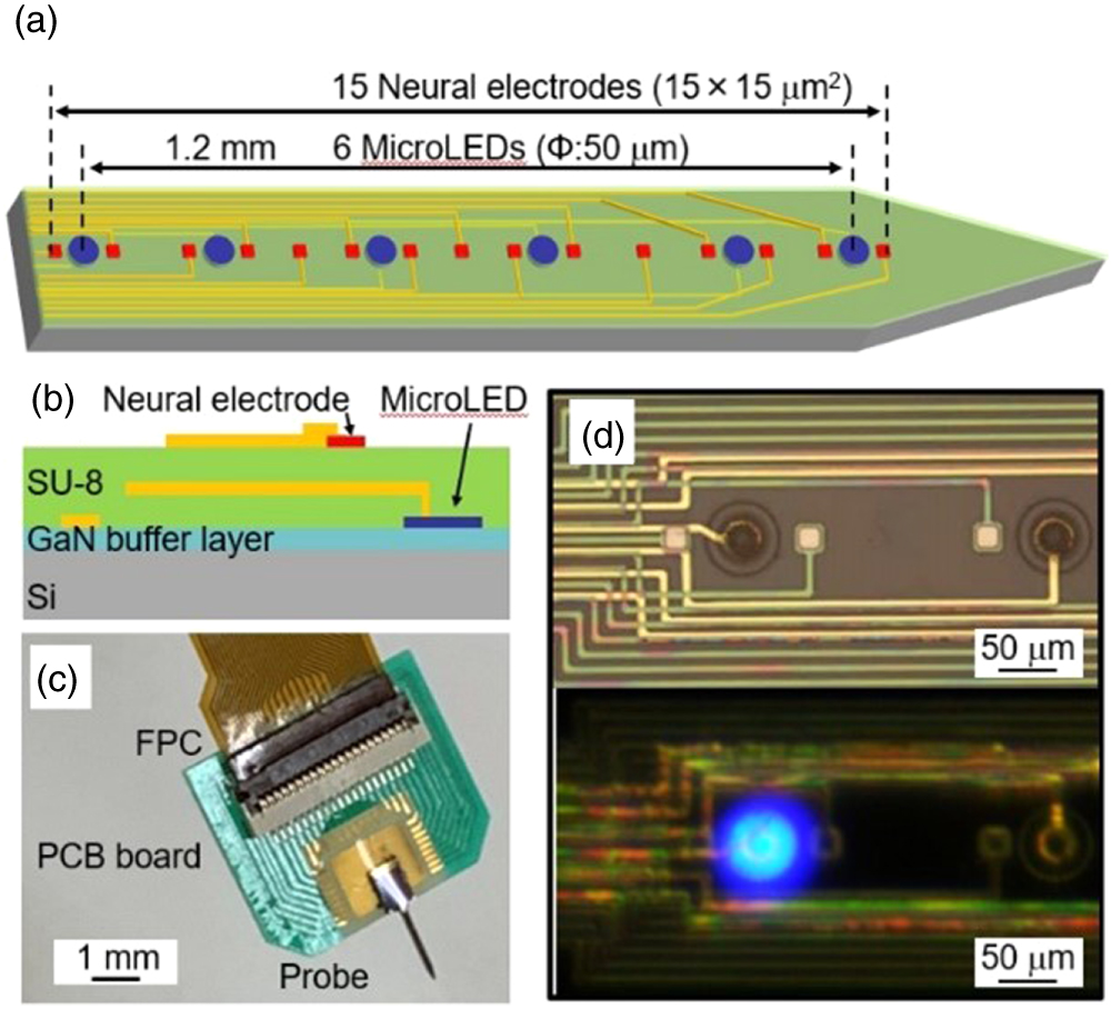 Development of a neural probe integrated with high-efficiency MicroLEDs ...