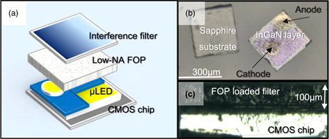 Led Frame Reduction Miniaturized LED light source with an excitation filter for fluorescent ...