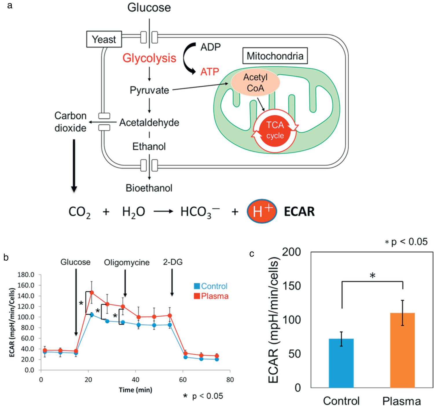 Enhancement of ethanol production and cell growth in budding yeast by ...