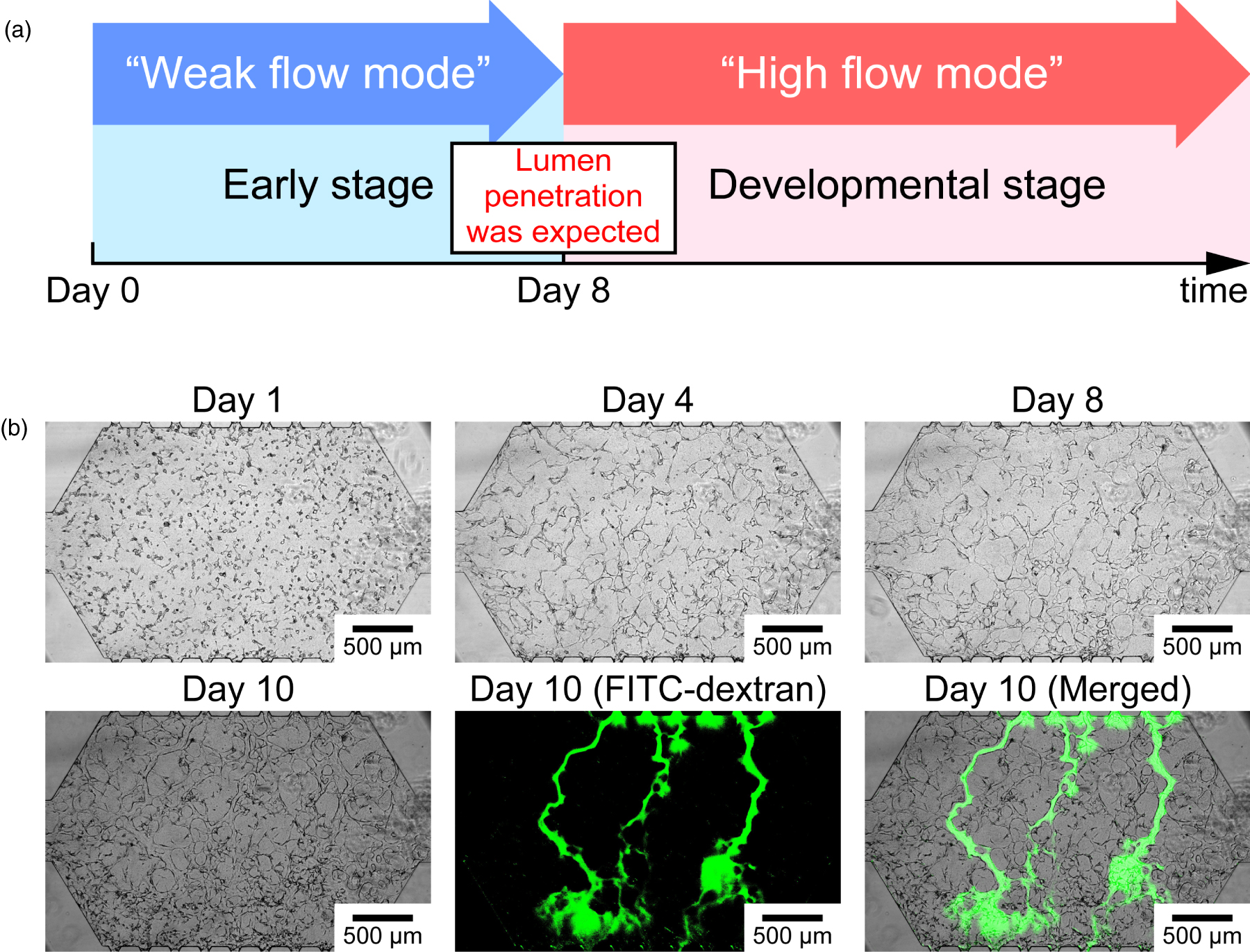 On-chip long-term perfusable microvascular network culture - IOPscience
