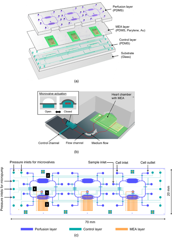 Microfabrication of polydimethylsiloxane–parylene hybrid microelectrode ...