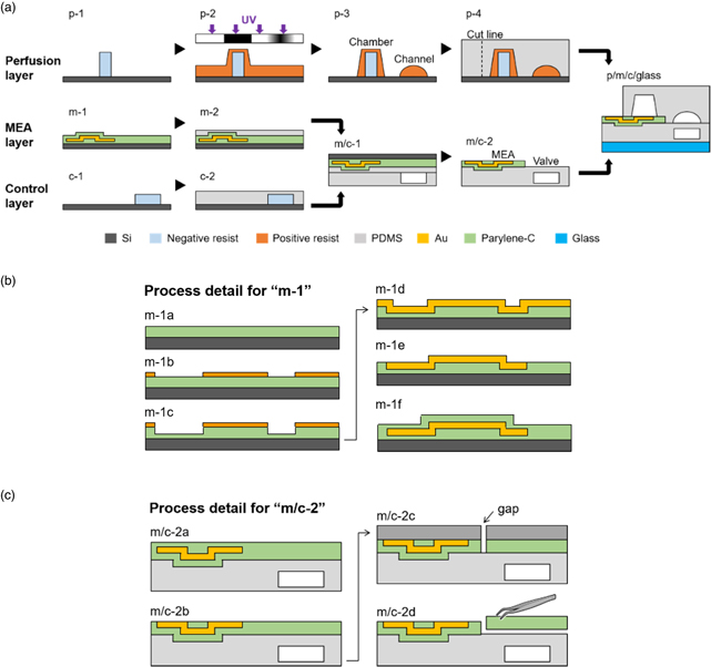 Microfabrication of polydimethylsiloxane–parylene hybrid microelectrode ...