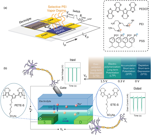 Electrolyte-gated synaptic transistors for brain-inspired computing ...