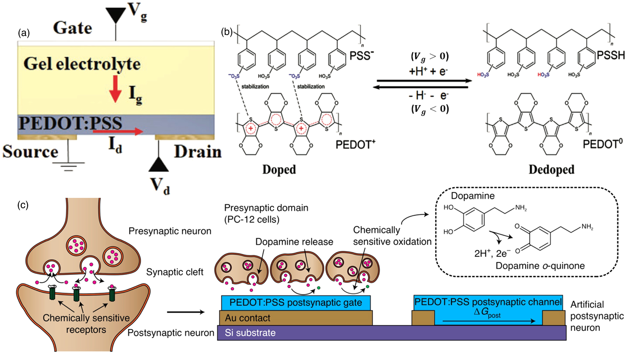 Electrolyte-gated synaptic transistors for brain-inspired computing ...