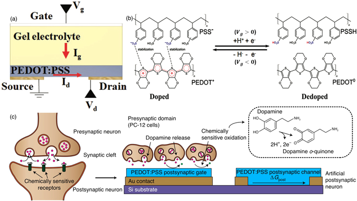 Electrolyte-gated synaptic transistors for brain-inspired computing ...