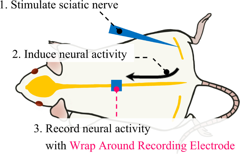 Neural Wraps Fabrication and evaluation of Wrap Around Neural-Pass to record and ...