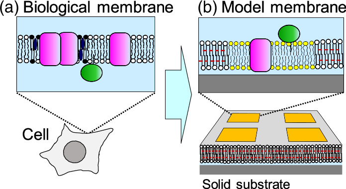 Model Membrane System Integrated model membrane for biophysical studies and biomedical ...