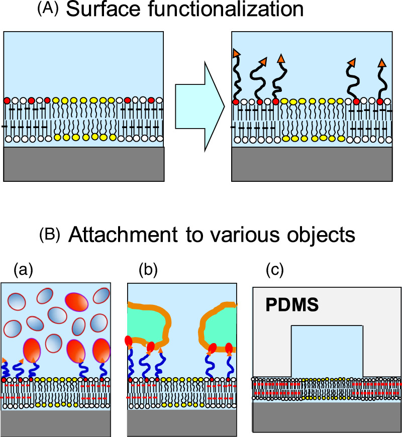 Integrated model membrane for biophysical studies and biomedical ...