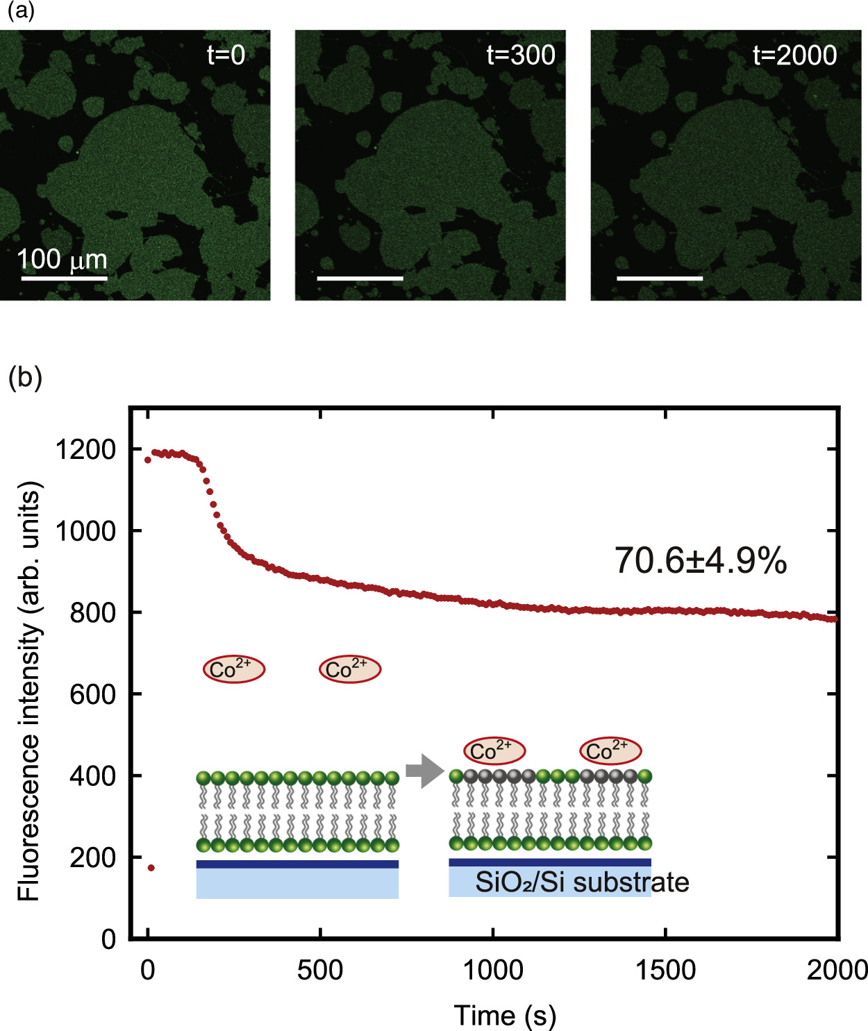 Interactions between supported lipid bilayers and substrates that ...