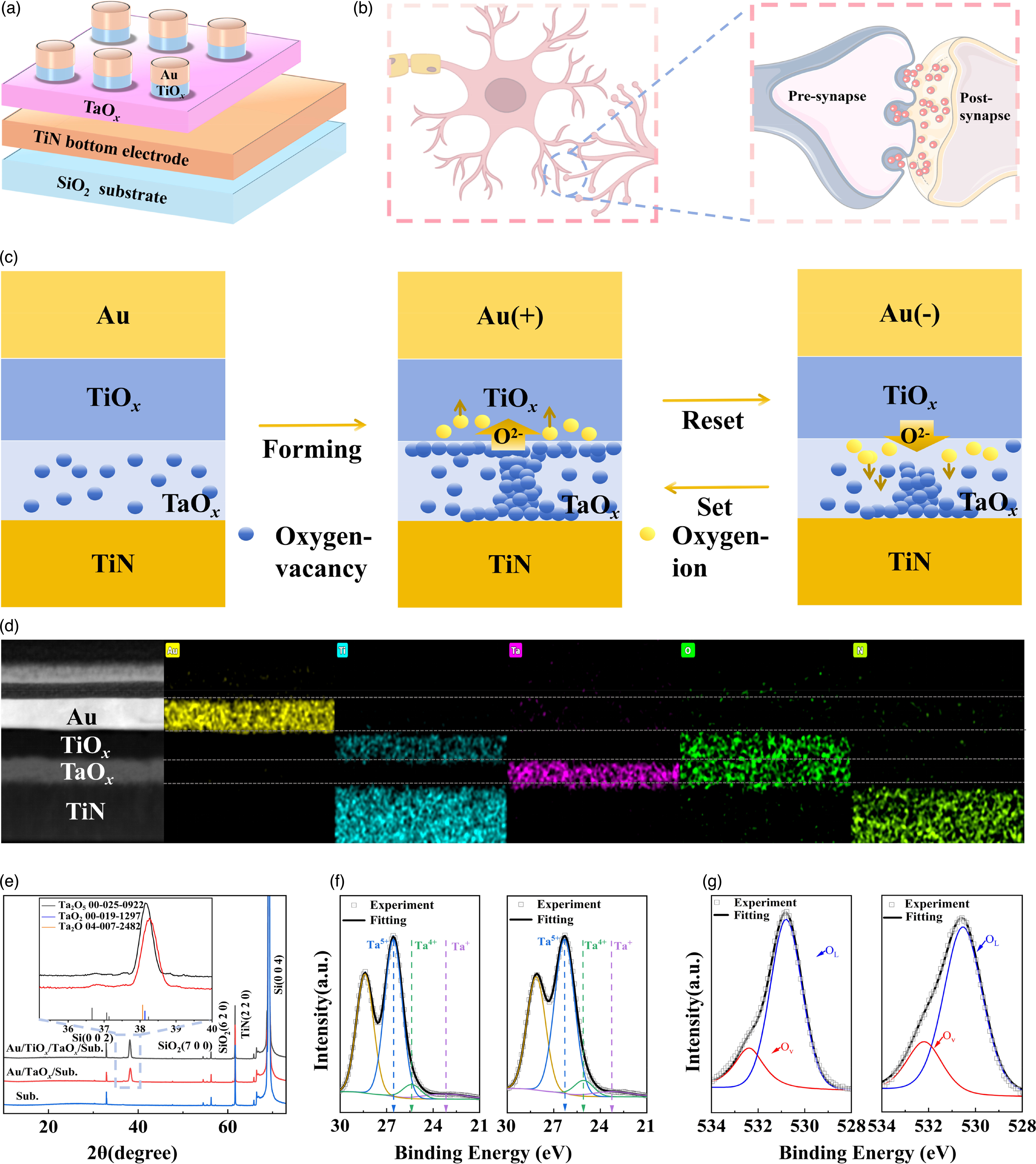 Oxygen vacancy management enables a uniform and robust TaOx memristor ...