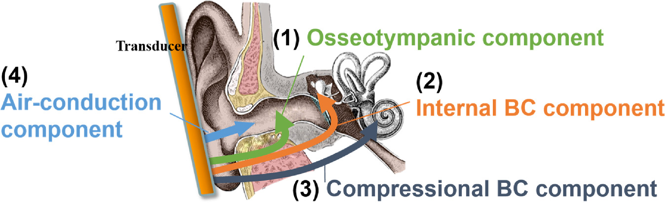 Effect of hematoma-induced changes in auricular hardness, thickness and ...