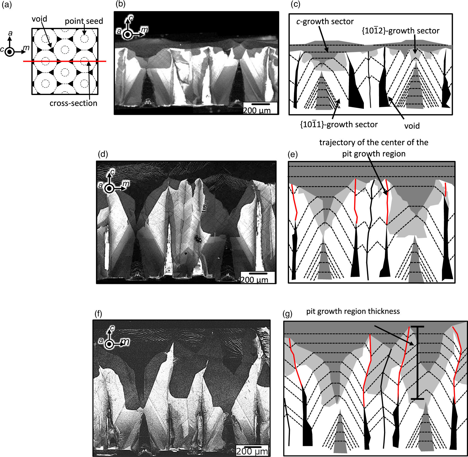 Effects of morphology during coalescence of GaN crystals on