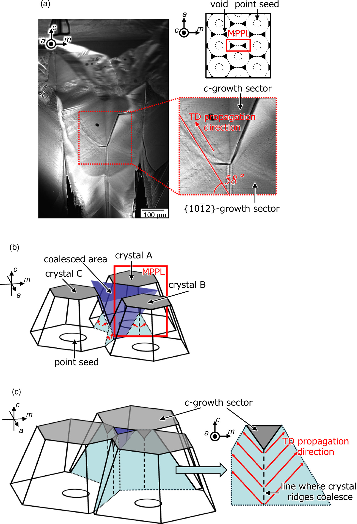 Effects of morphology during coalescence of GaN crystals on
