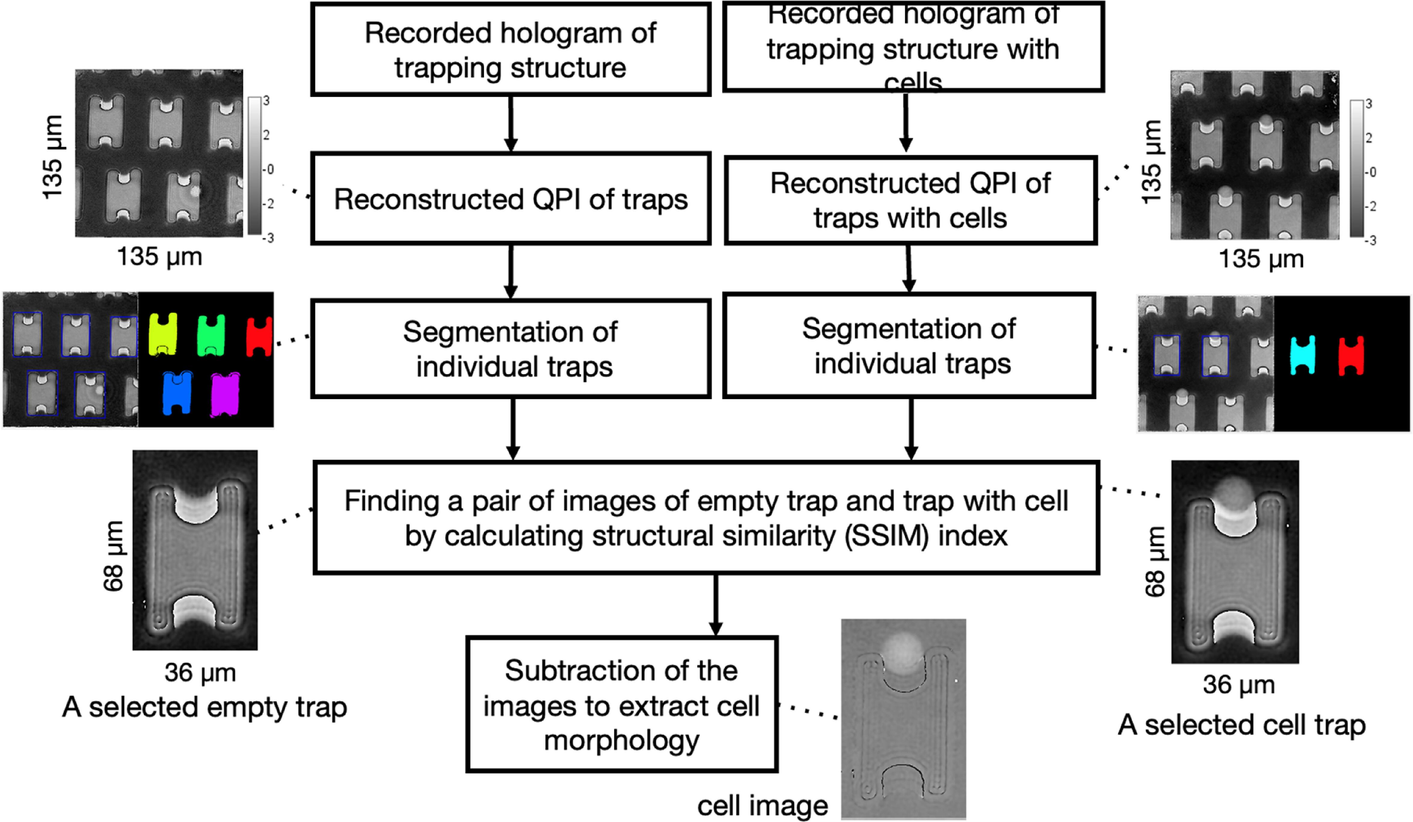 Label-free single cell analysis in microfluidics using digital ...