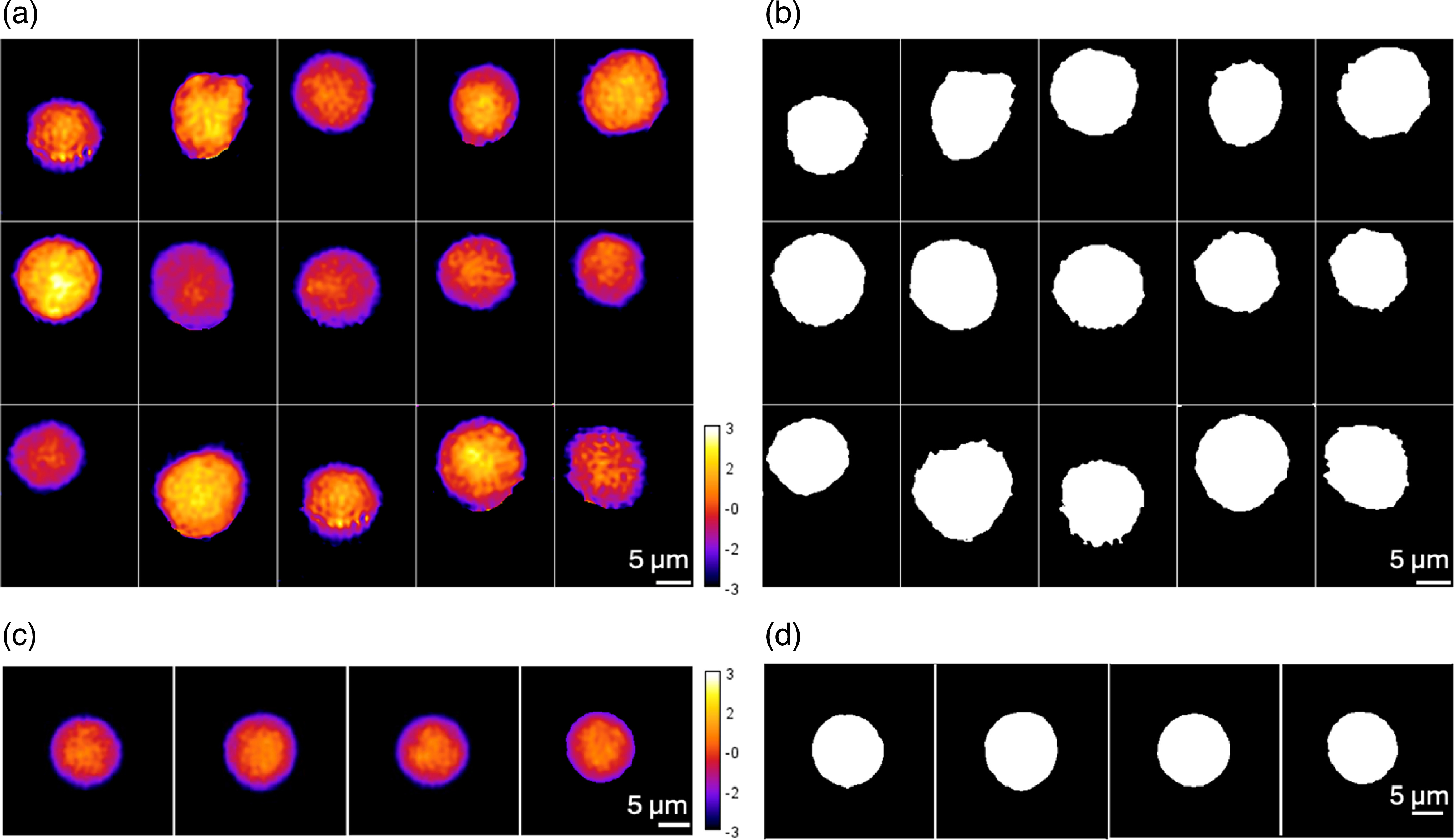Label-free single cell analysis in microfluidics using digital ...