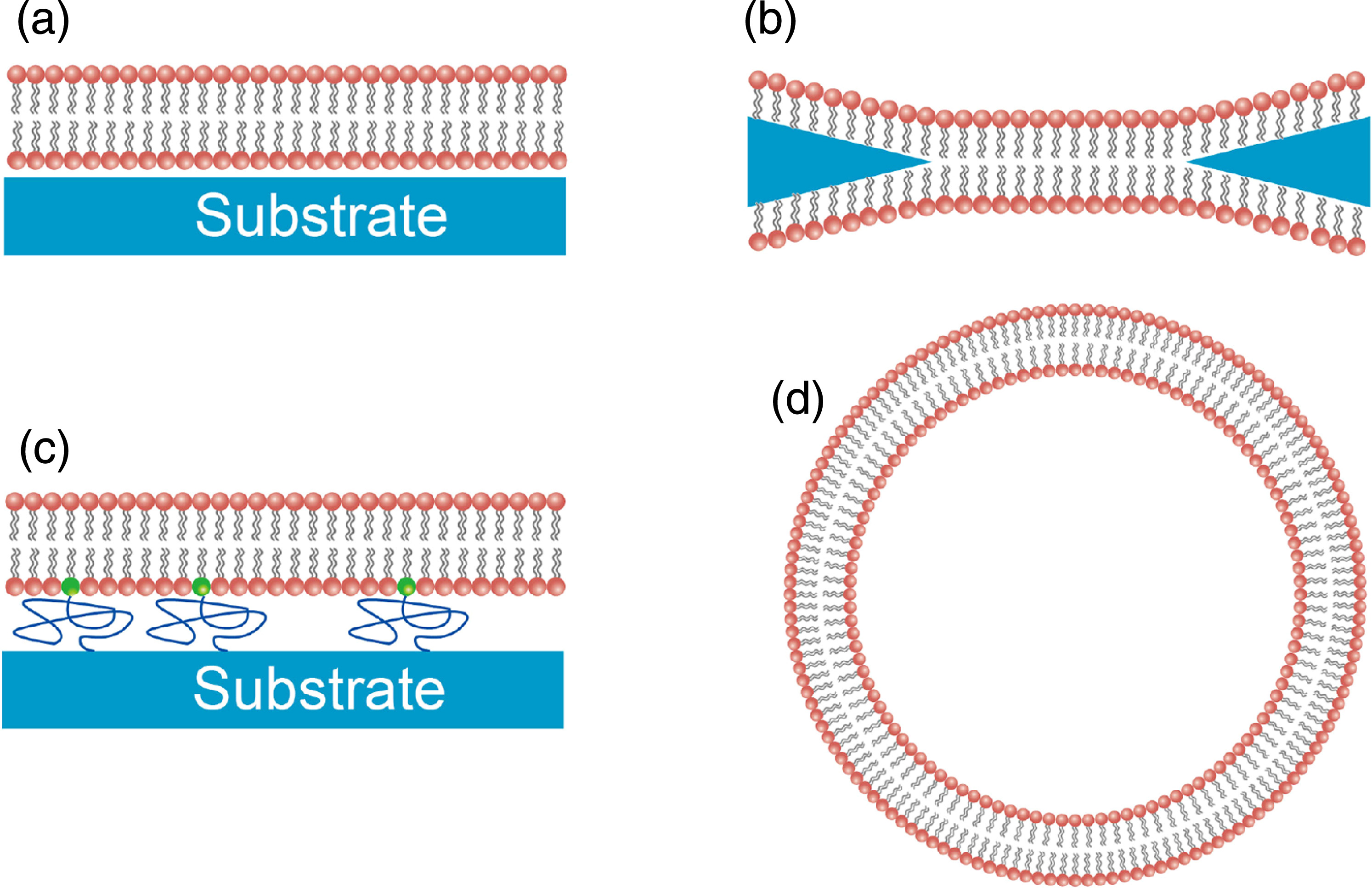 Lipid bilayers on semiconductor micro/nanostructures: mimicking cell ...