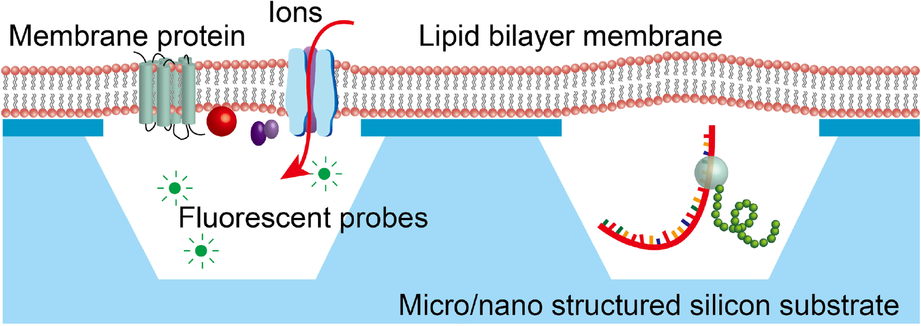 Lipid bilayers on semiconductor micro/nanostructures: mimicking cell ...
