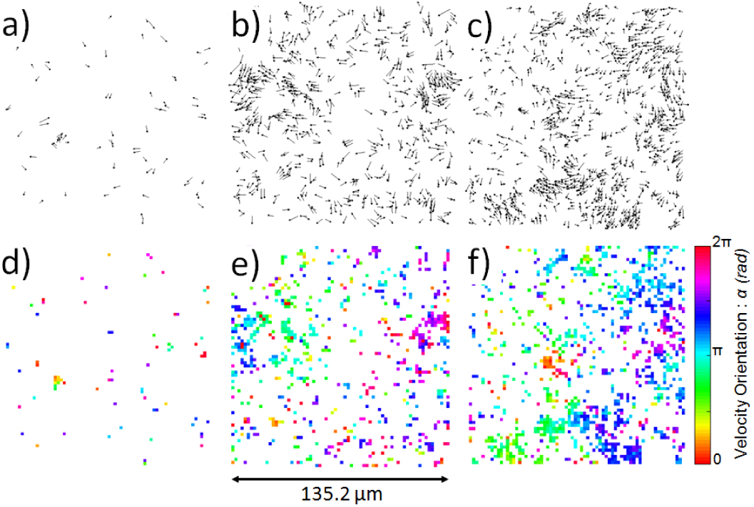 Collective motion in an active suspension of Escherichia coli bacteria ...