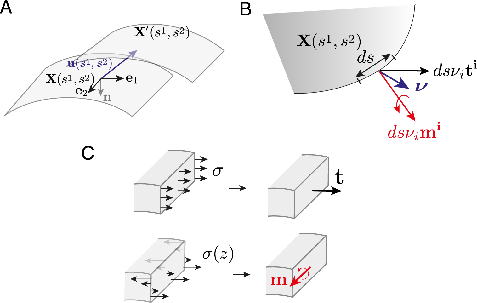 Active elastic thin shell theory for cellular deformations - IOPscience
