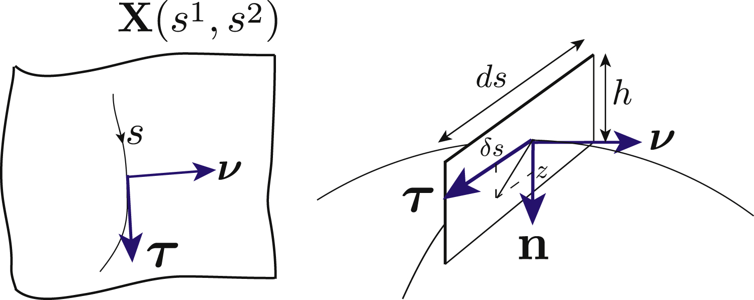 Active elastic thin shell theory for cellular deformations - IOPscience