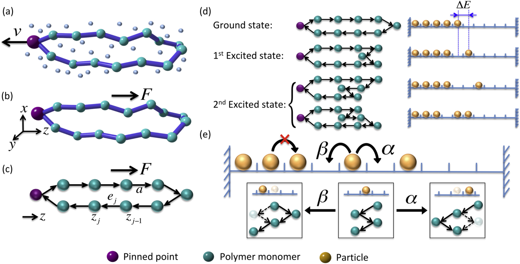Exactly solvable dynamics of forced polymer loops - IOPscience