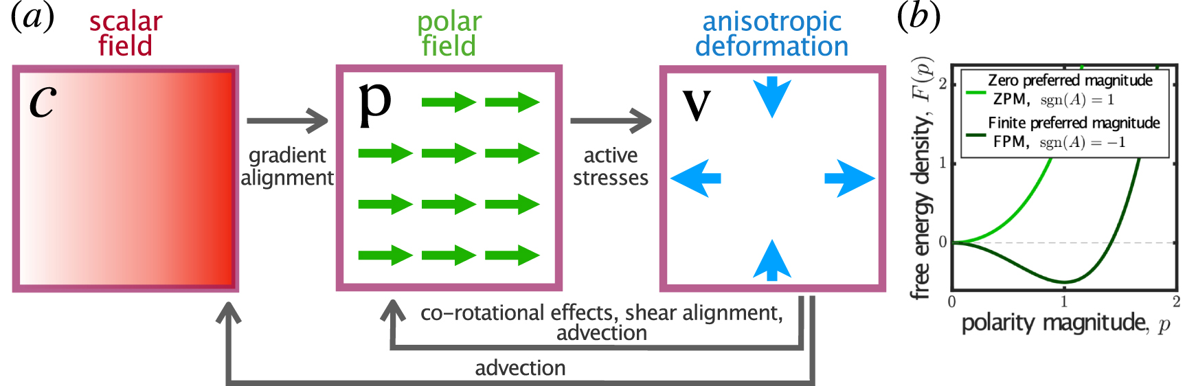Deforming polar active matter in a scalar field gradient - IOPscience