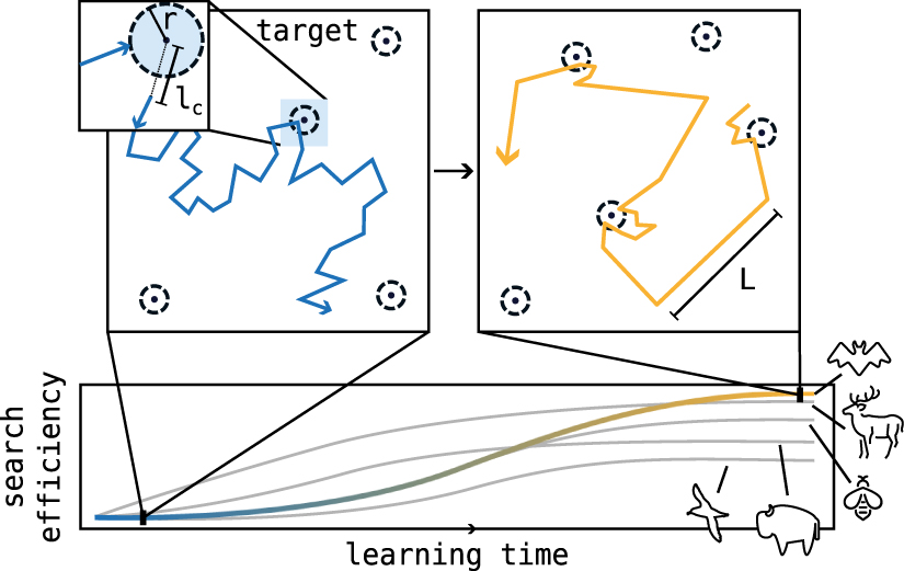 Optimal foraging strategies can be learned - IOPscience